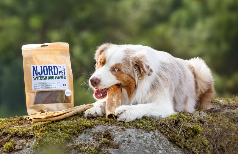 Red Merle Australian Shepherd Aussie.baloo tuggar på naturligt hundben hundtugg från Njord Pet rawhide beef chips och rulle.