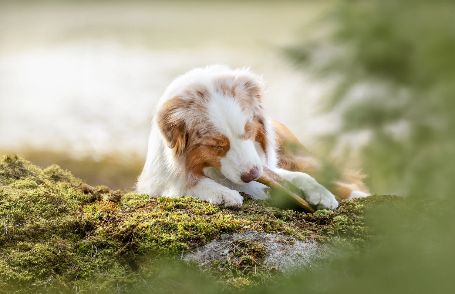 Red merle aussie Baloo som tuggar på njord rulle i naturen
