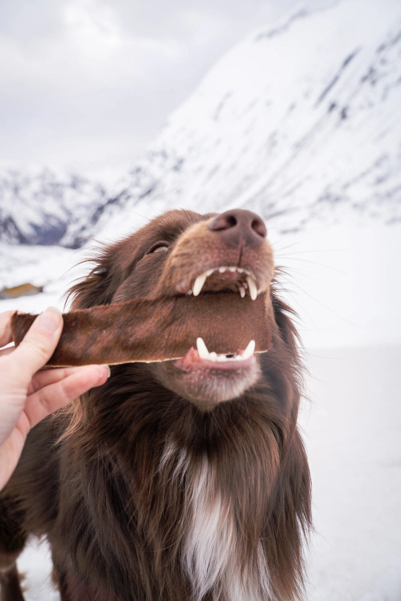 Brun hund får en njord strip med päls berikning i snön