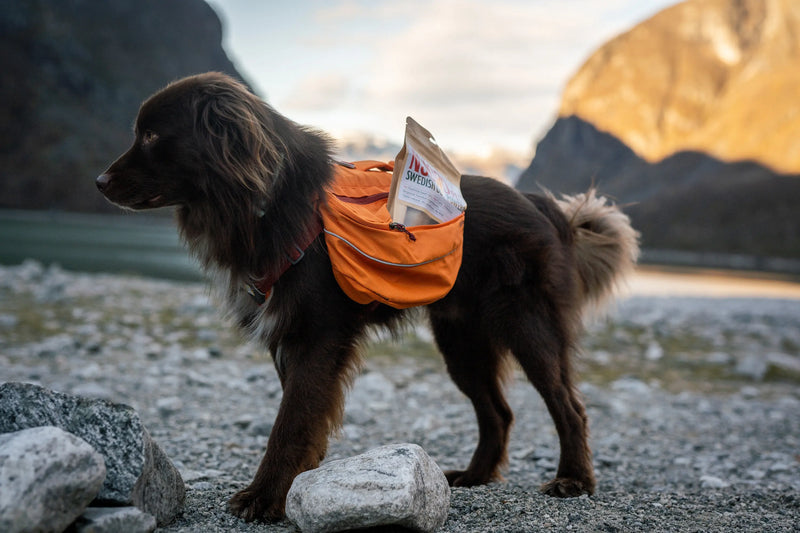 hund på äventyr bland bergen med klövjeväska och naturligt hundtugg