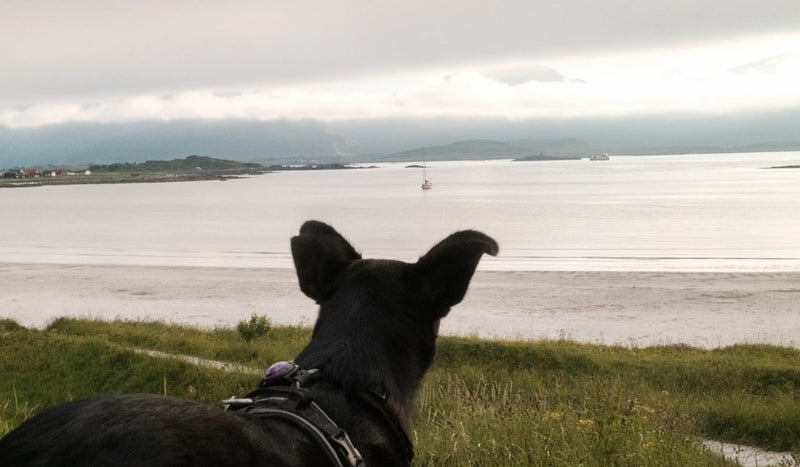 Rescuehund keela tittar på stranden i lofoten norge