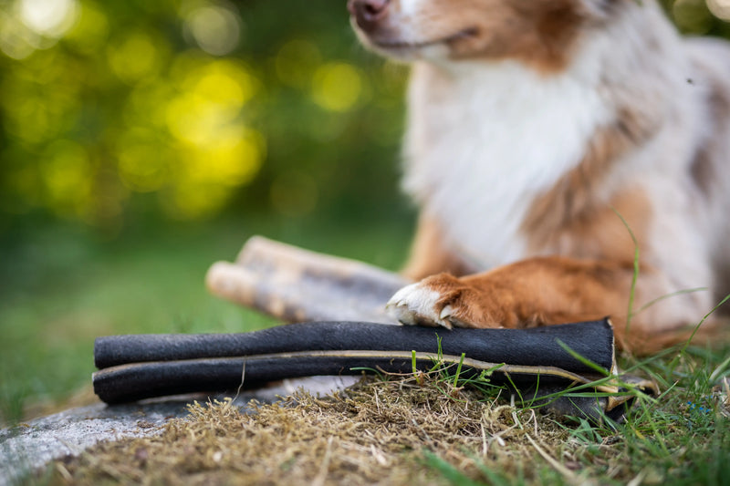 njord rullar som ligger i gräset med en miniature american shepherd tass